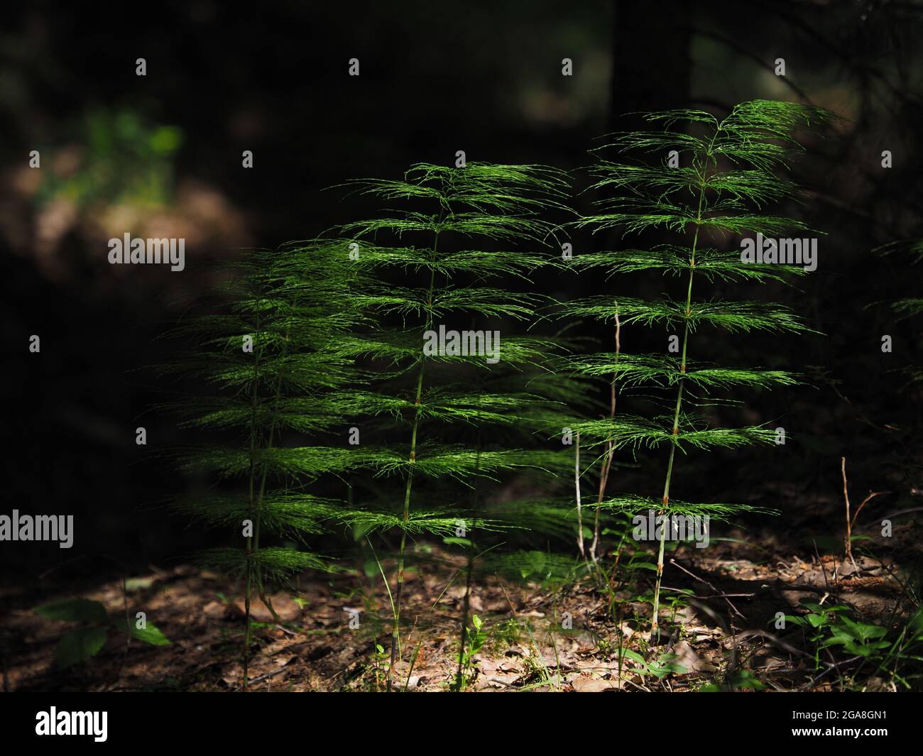 wood horsetail in the evening light in the forest. Stock Photo