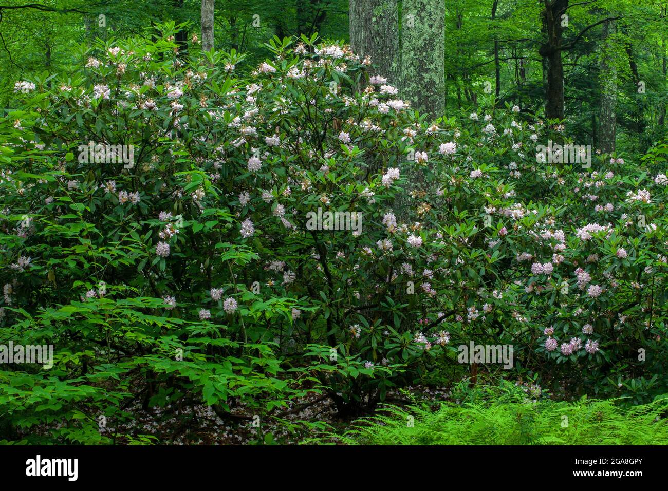 Rhododendron, Rhododendron maximum, also known as Great Laurel and Rosebay blooming during July in the Delaware State Forest in Pennsylvani'a's Pocono Stock Photo