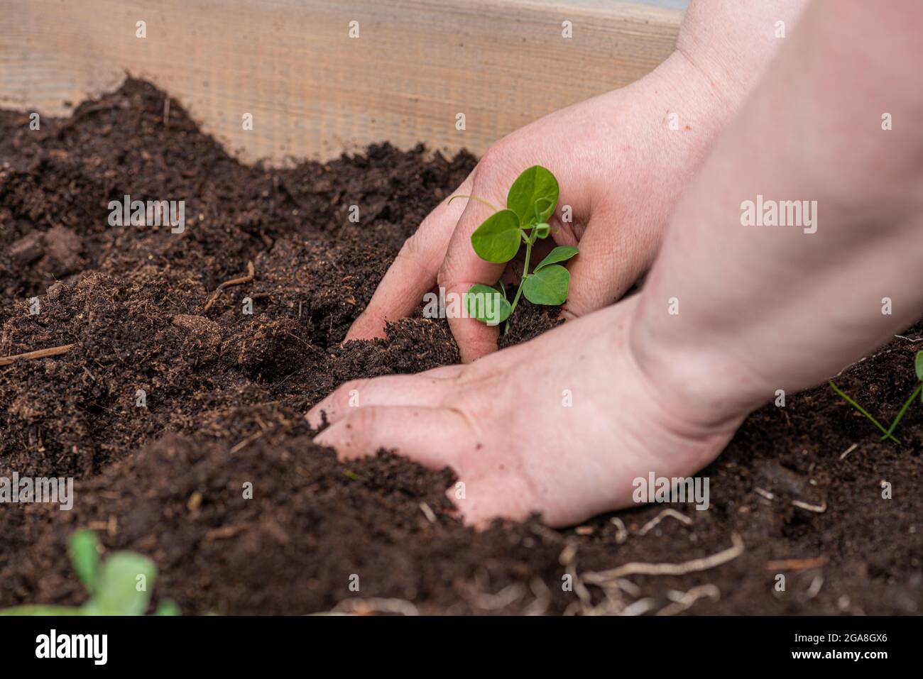 Two hands sowing plants in soil Stock Photo - Alamy