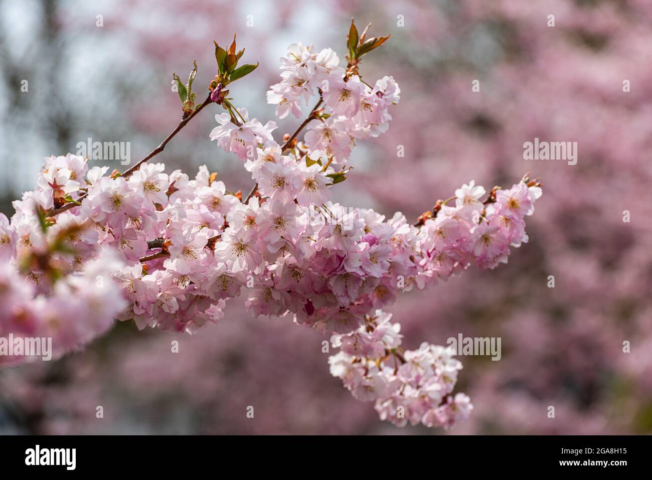 Cherry blossom landscapes hi-res stock photography and images - Alamy