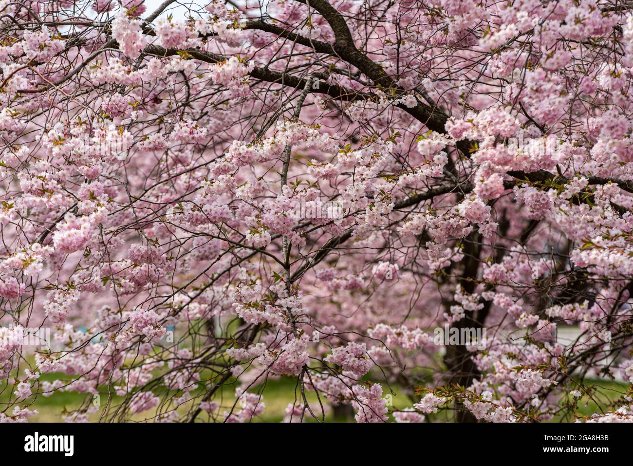 Cherry blossom landscapes hi-res stock photography and images - Alamy