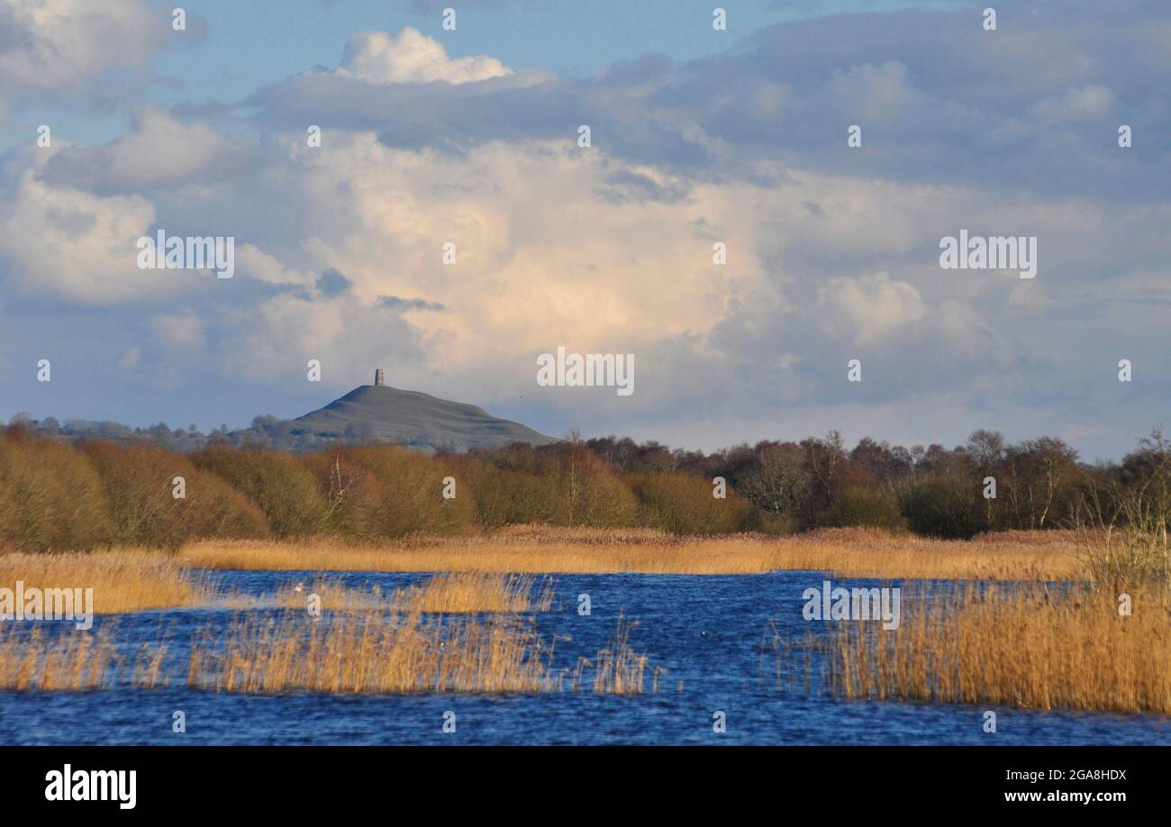 Glastonbury Tor viewed from a flooded nature reserve on the Somerset Levels on a bright winter morning. Stock Photo