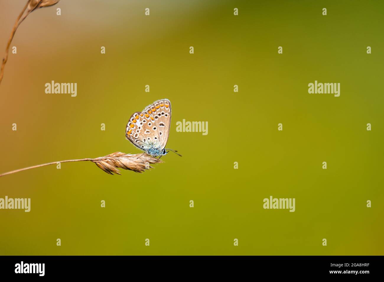 Close-up of a tiny cute  common blue butterfly (Polyommatus icarus)  perching on a grass. Beautiful blurred background, nice colorful bokeh. Summer, n Stock Photo