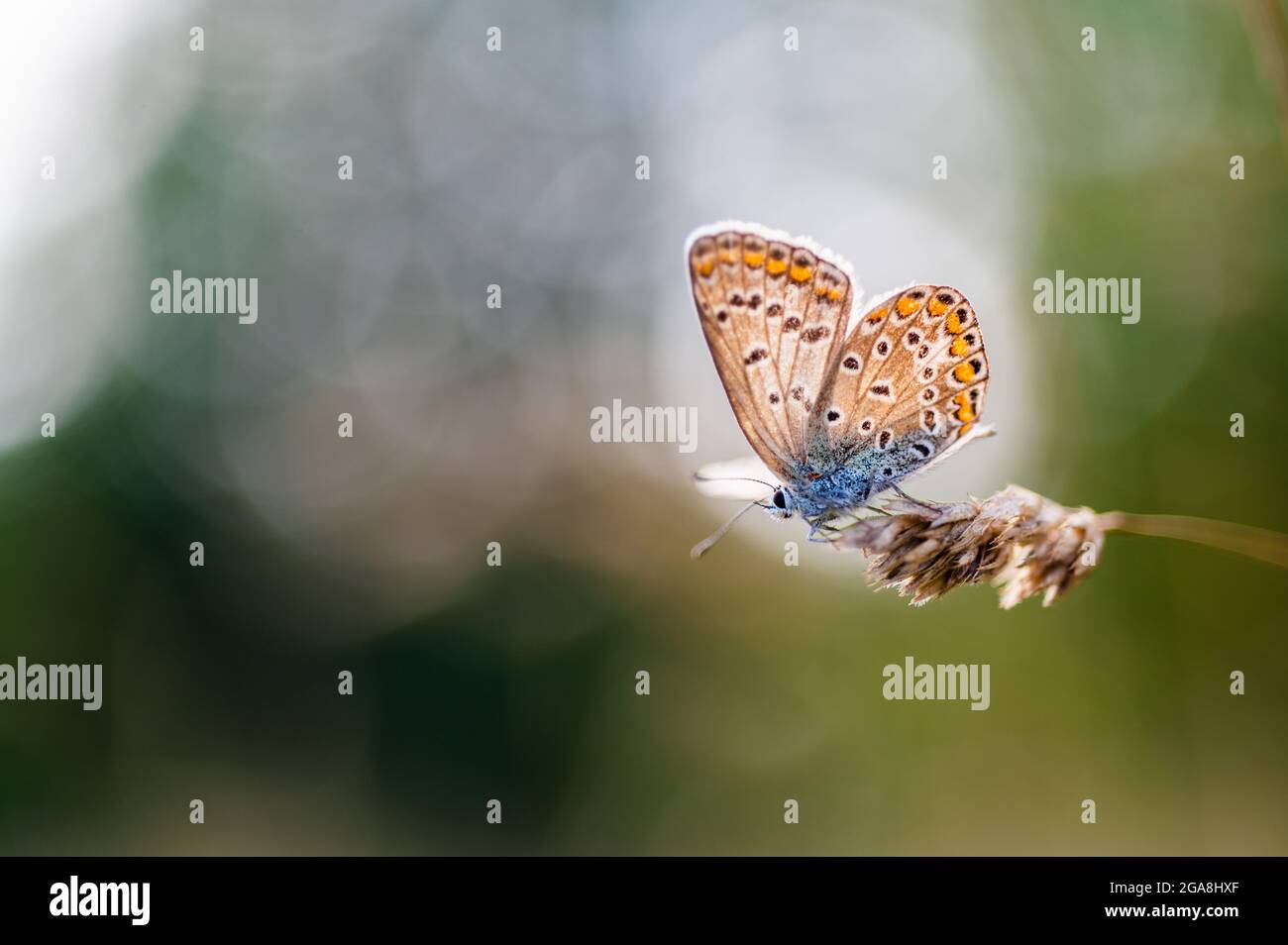 Close-up of a tiny cute  common blue butterfly (Polyommatus icarus)  perching on a grass. Beautiful blurred background, nice colorful bokeh. Summer, n Stock Photo