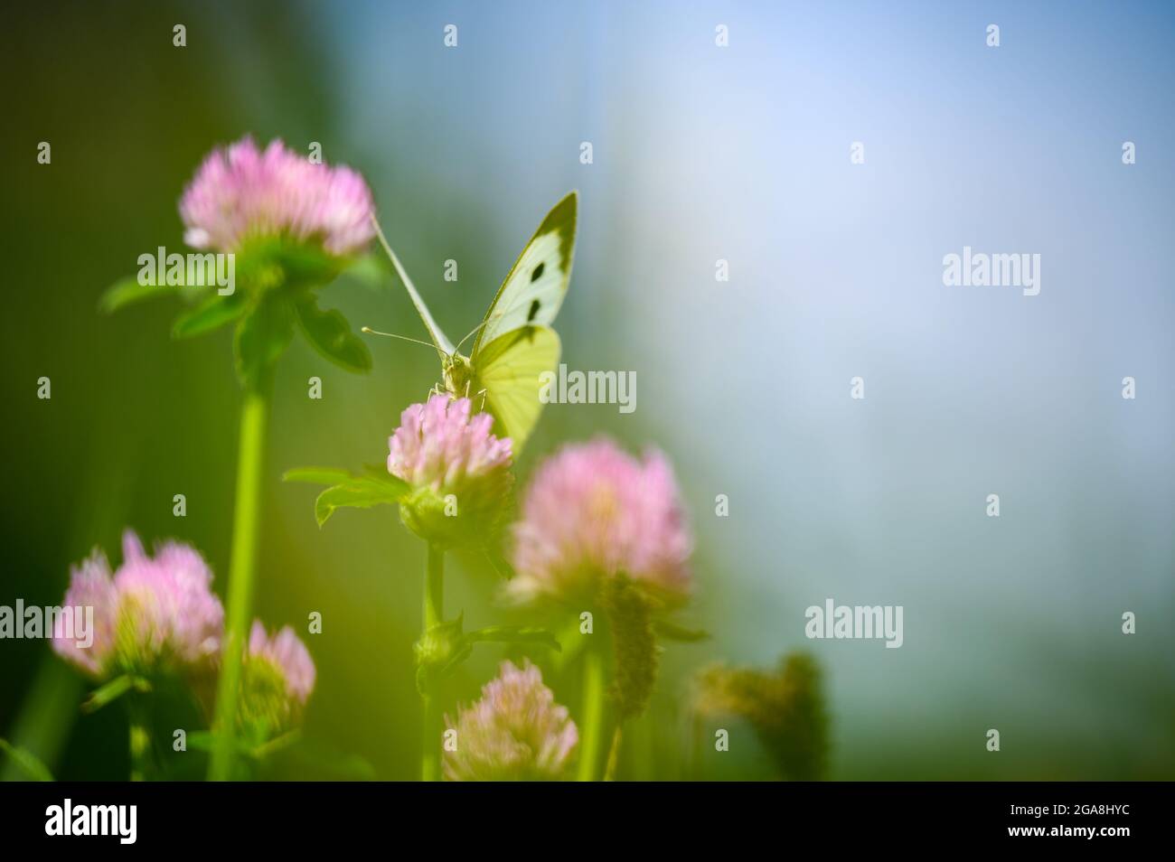Close-up of a tiny cute butterfly (Pieris rapae) perching on a grass. Beautiful blurred background, nice colorful bokeh. Summer, nice soft light. Stock Photo