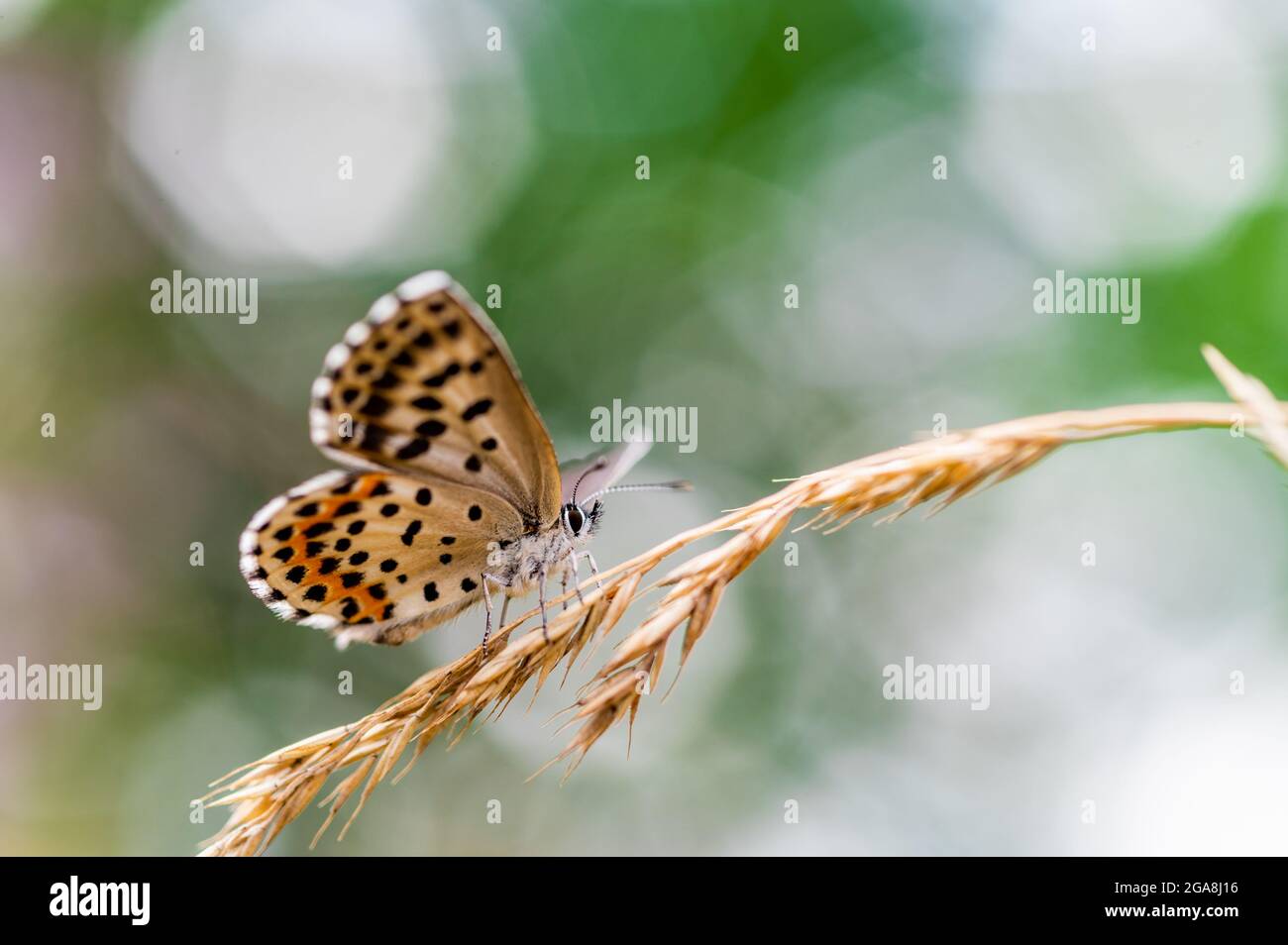 Close-up of a tiny cute butterfly (Scolitantides orion, the chequered blue gossamer-winged butterflies) perching on a grass. Beautiful blurred backgro Stock Photo