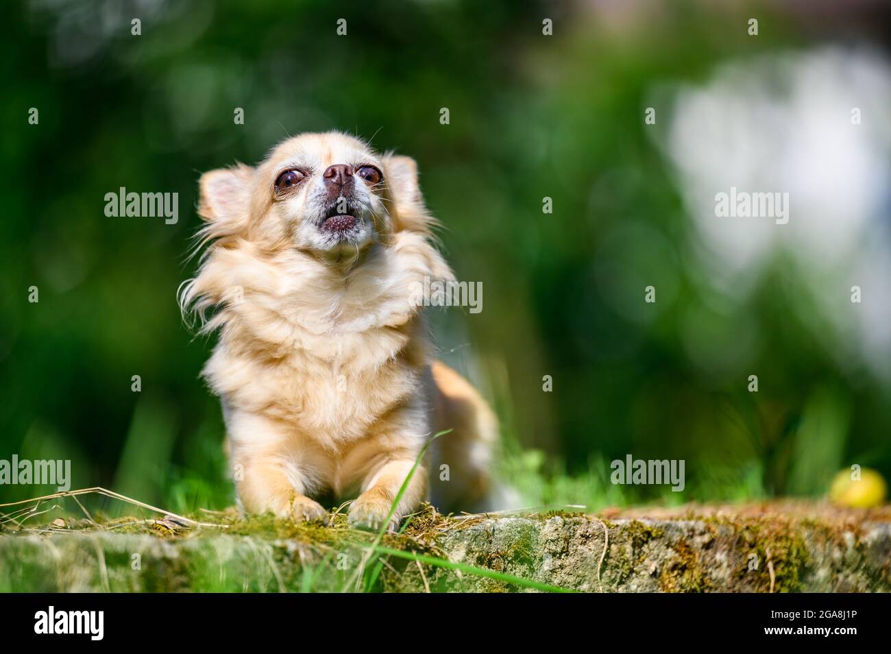 Little cute chihuahua lying in fresh green grass. It's summer, the sun