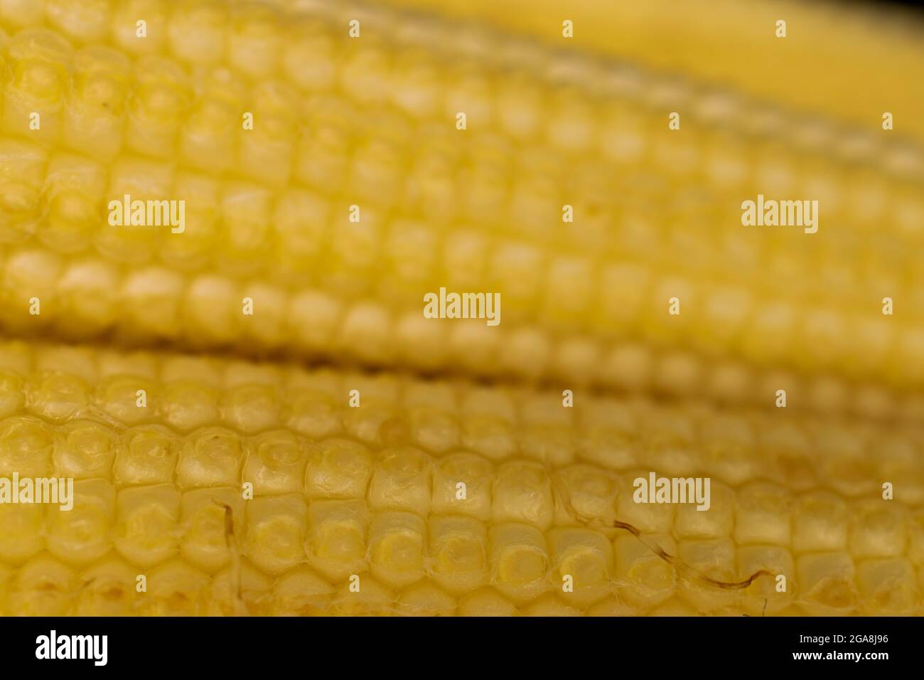 Several bright yellow ripe sweet organic mini corns, close-up. Stock Photo