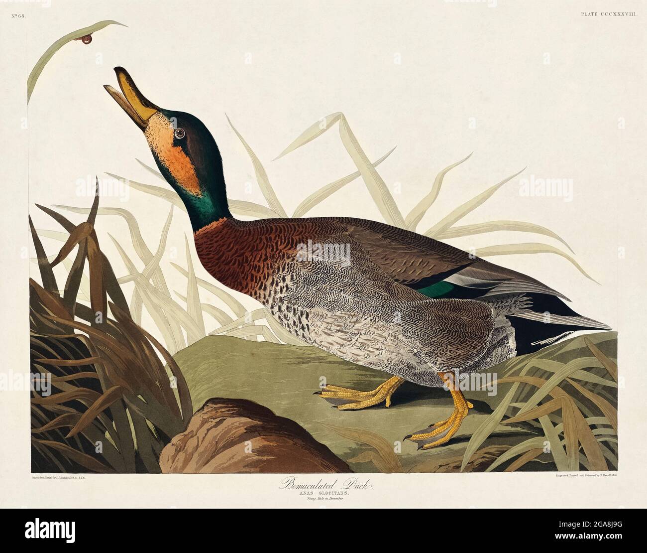Birds of USA Vintage illustration Stock Photo