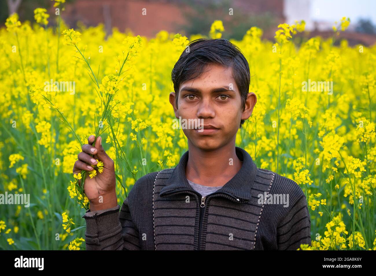 TIKAMGARH, MADHYA PRADESH, INDIA - JULY 23, 2021: Indian village boy at black mustard field. Stock Photo