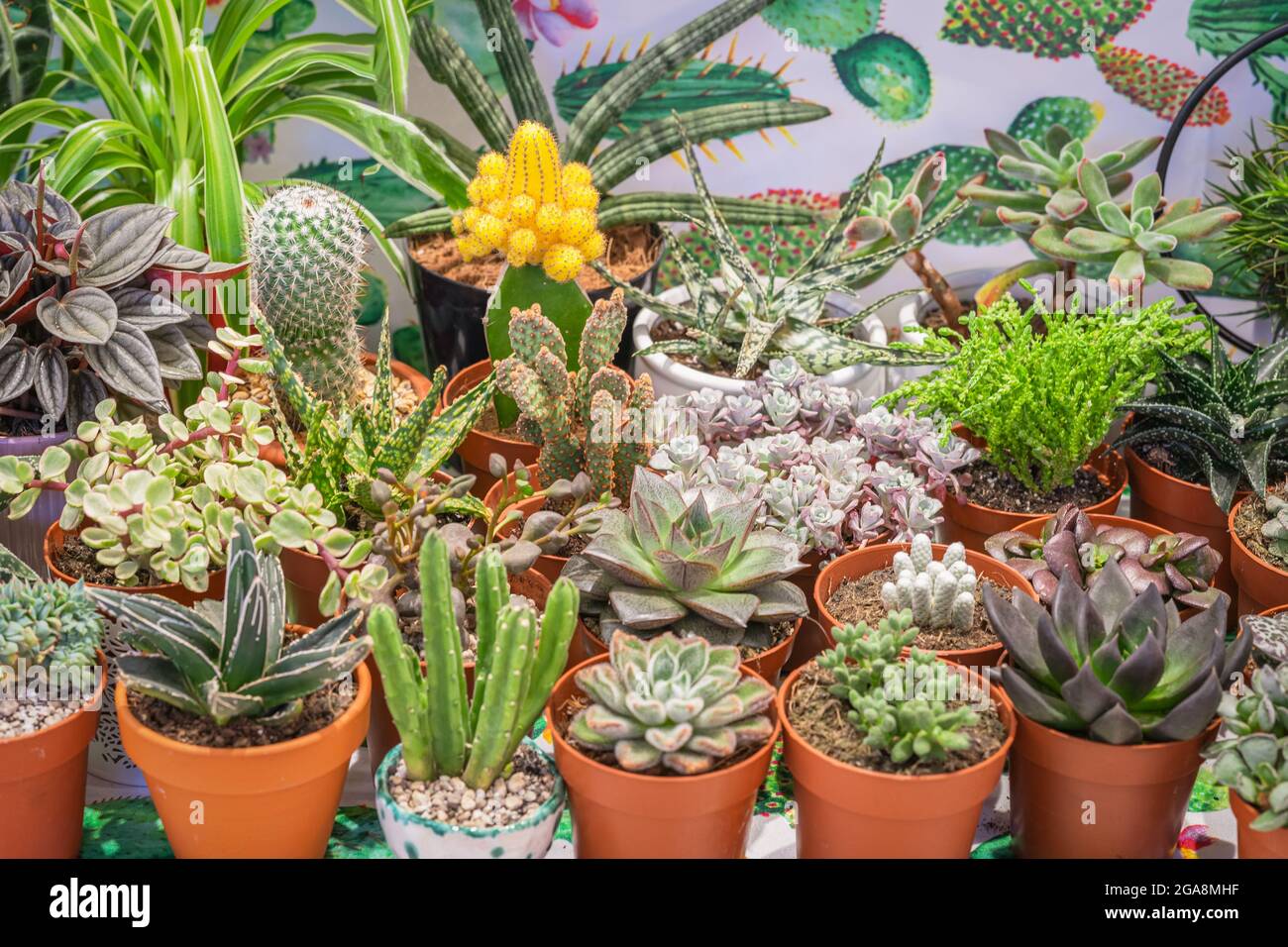 Collection of various multicolored cacti and succulents plants. Succulent garden at home, hobby concept. Stock Photo
