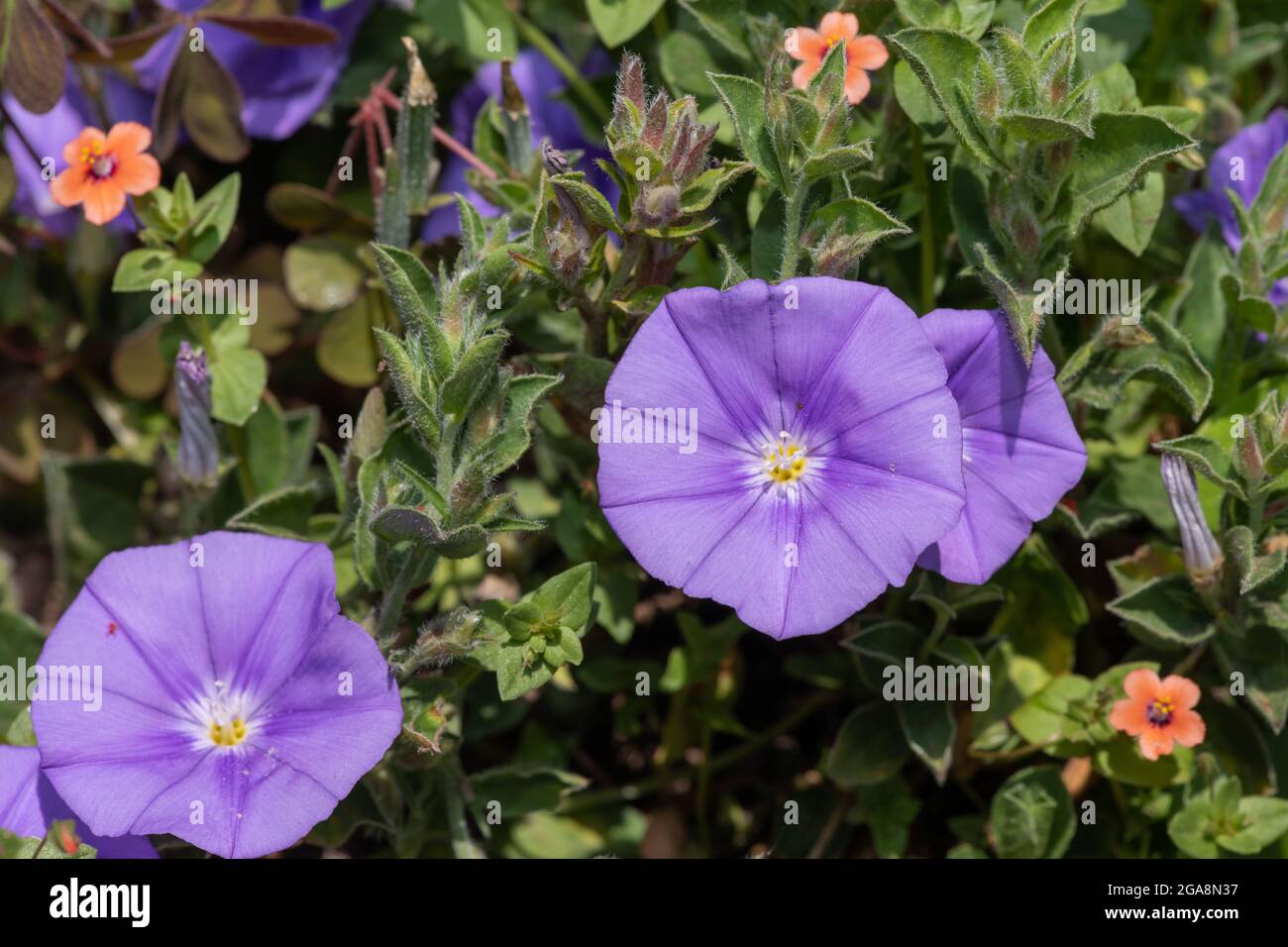 Close up of a ground blue convolvulus (convolvulus sabatius) flowers in bloom Stock Photo