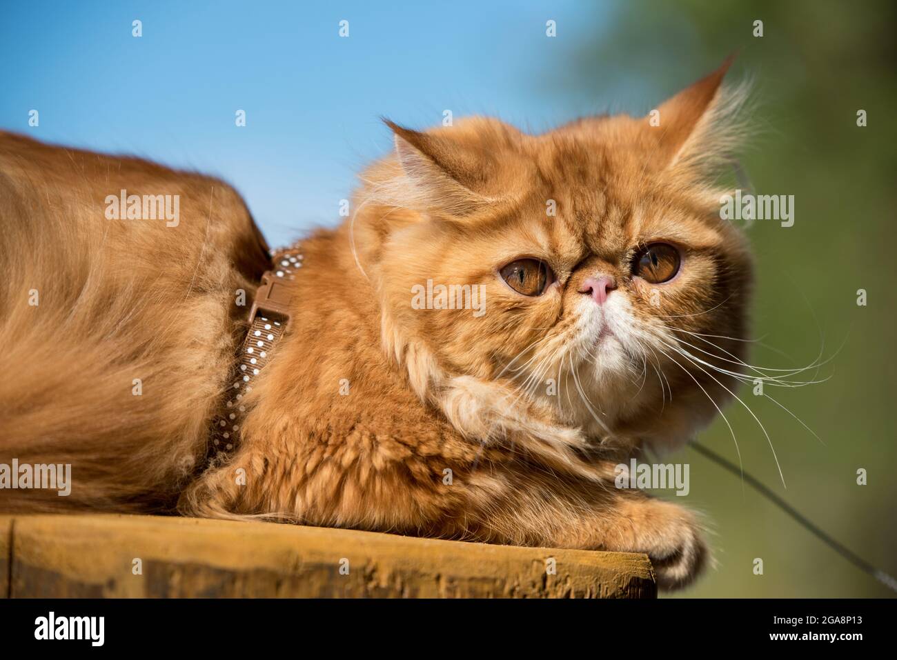 Персидский рыжий кот