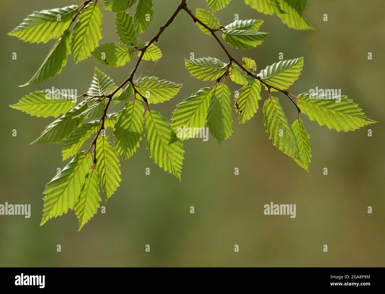 Hornbeam tree forest carpinus betulus hi-res stock photography and ...