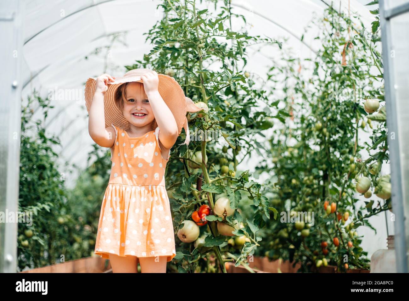 girl harvests in autumn, hot sunny summer, tomatoes in a greenhouse ...