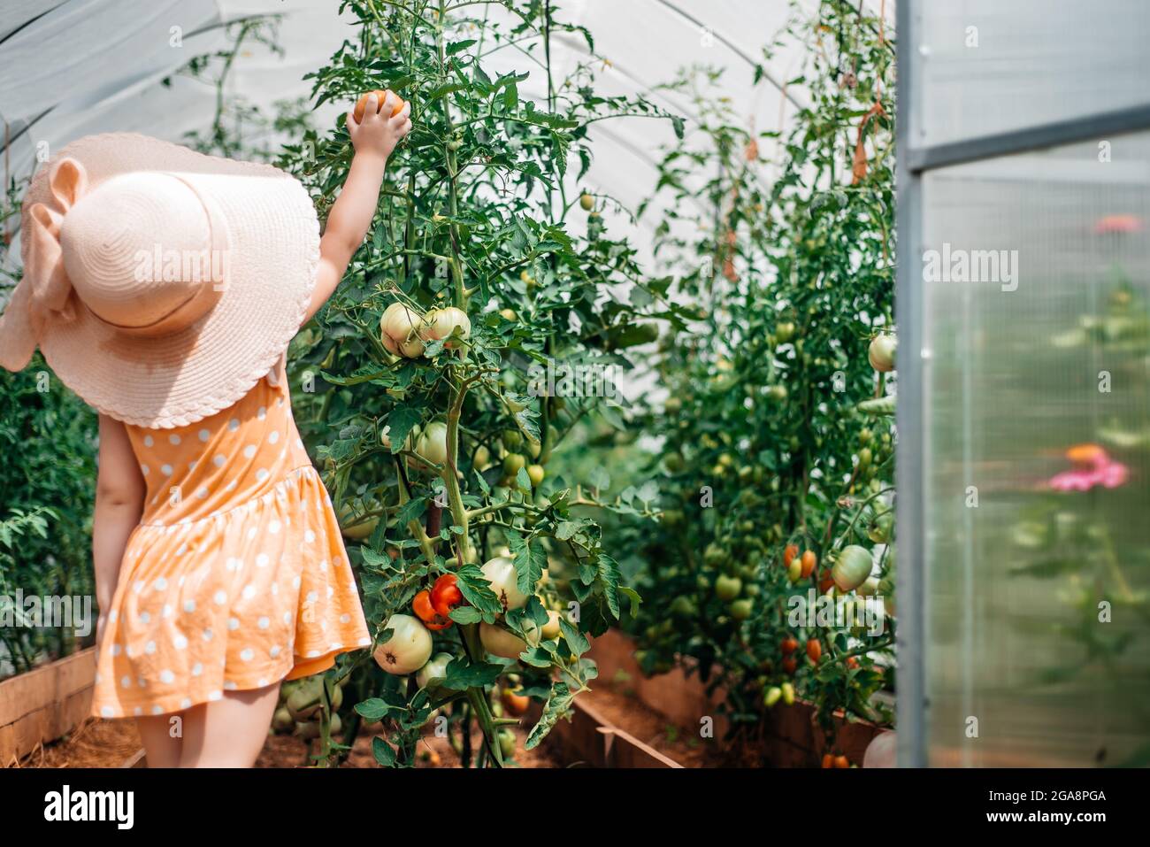 girl harvests in autumn, hot sunny summer, tomatoes in a greenhouse ...