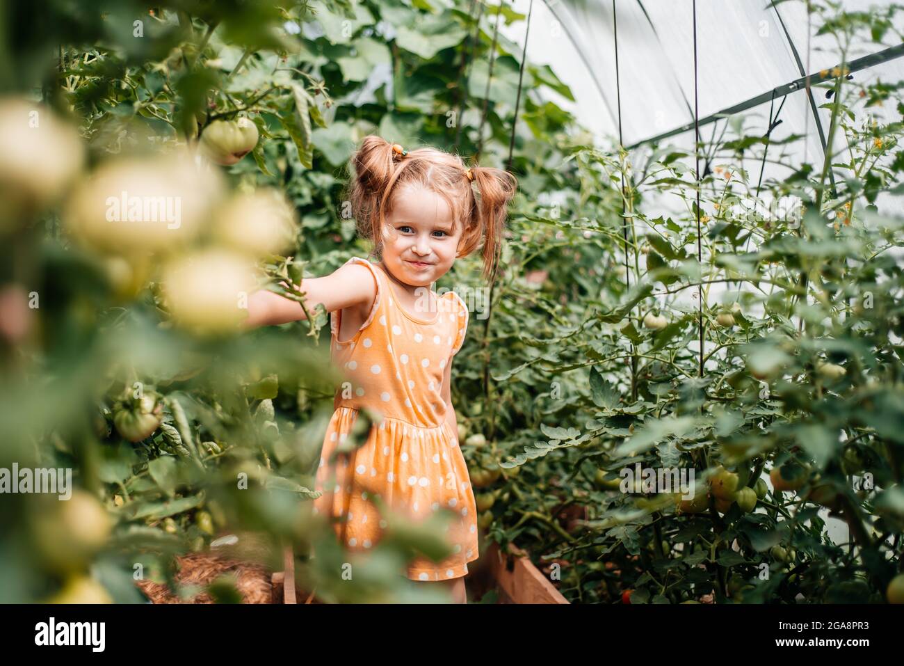 girl harvests in autumn, hot sunny summer, tomatoes in a greenhouse ...