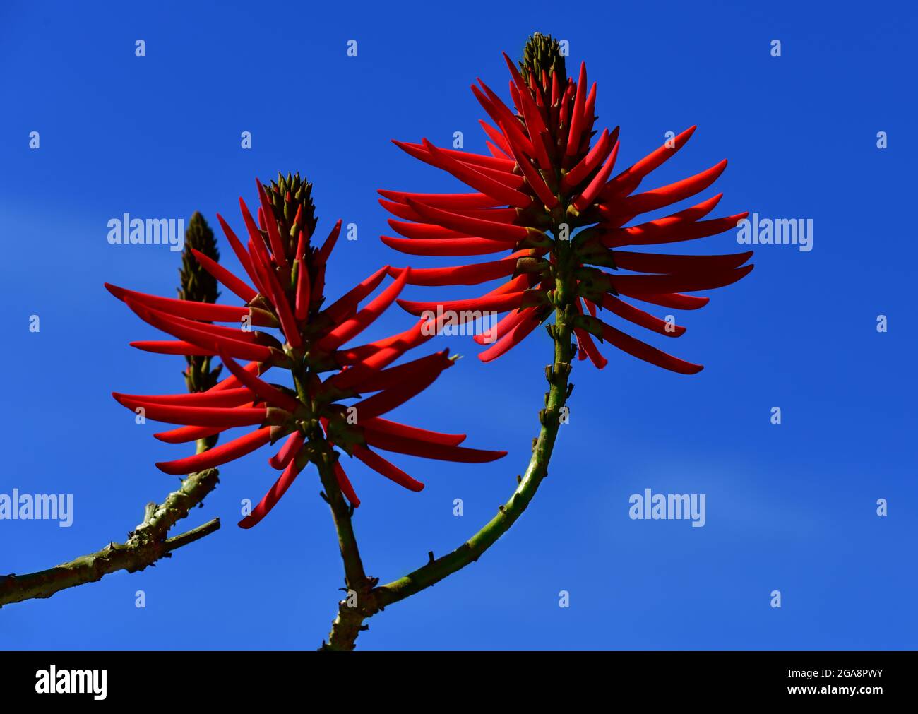 Coral tree (Erythrina speciosa) flowering, native plat to Brazil Stock Photo