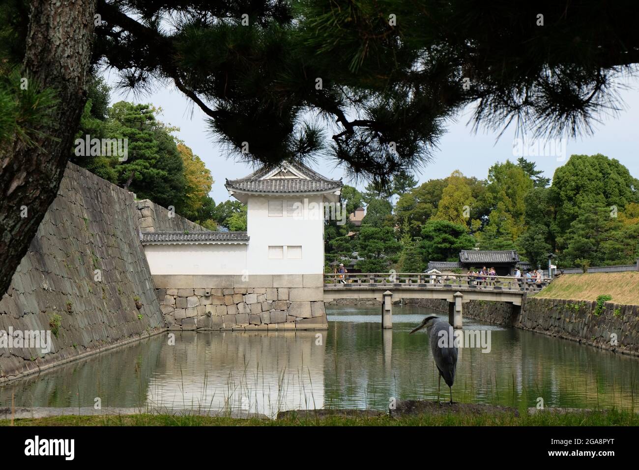 Nijo Castle moat with heron fishing under a leaning pine. Stock Photo