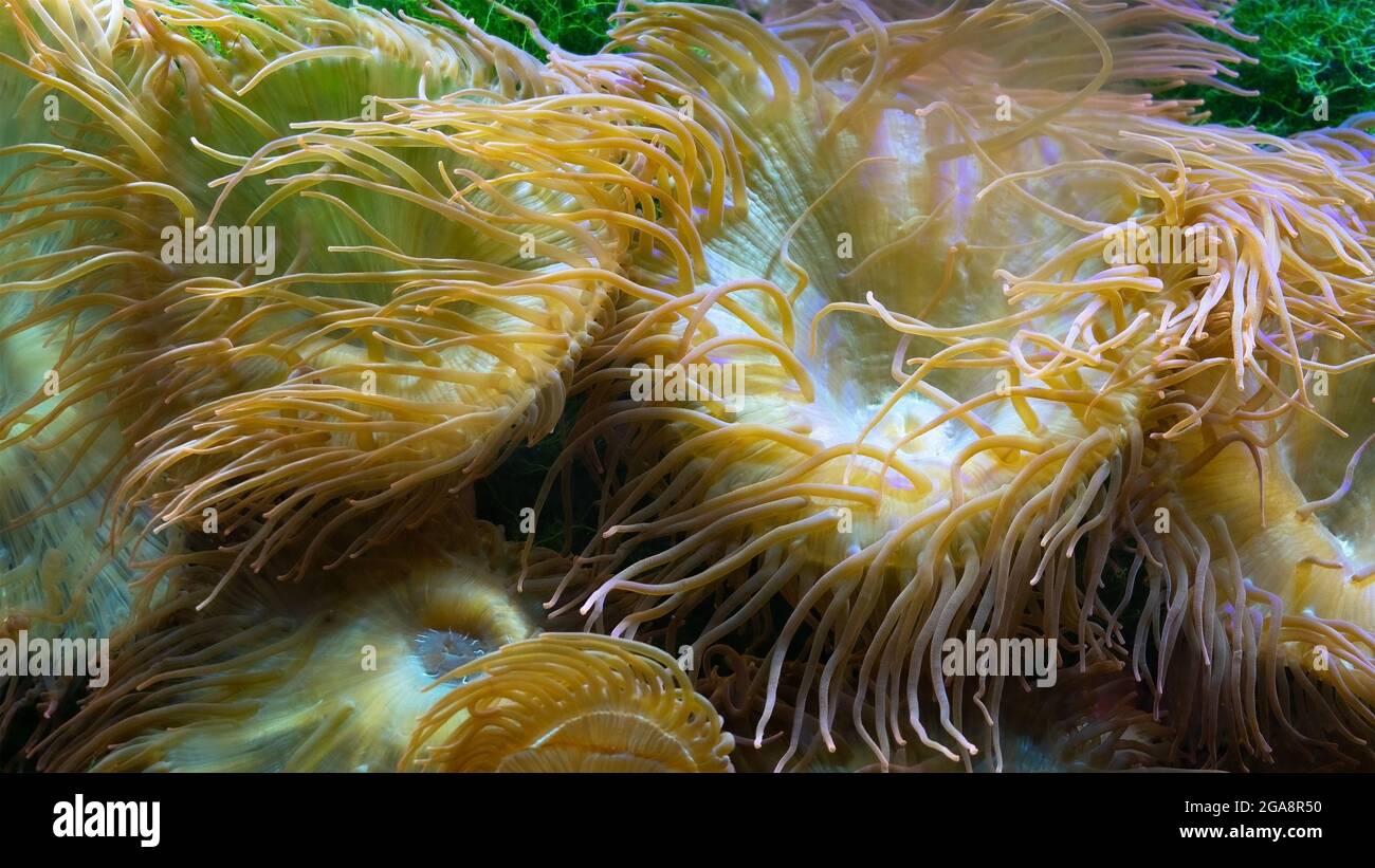 Mother of pearl or nacreous and yellow sea anemones close up on a tropical coral reef. Undersea world. Sessile polyp attached at the base to the surfa Stock Photo