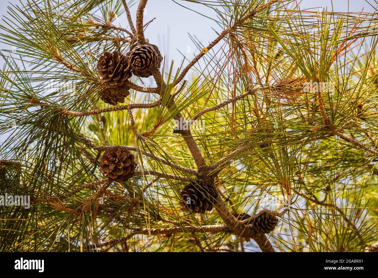 Cones on a tree during a sunny day with a blue sky Stock Photo
