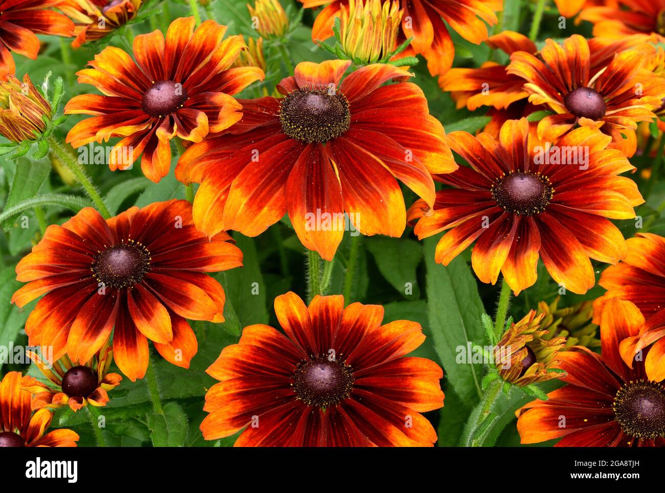 Red and orange flowers deals