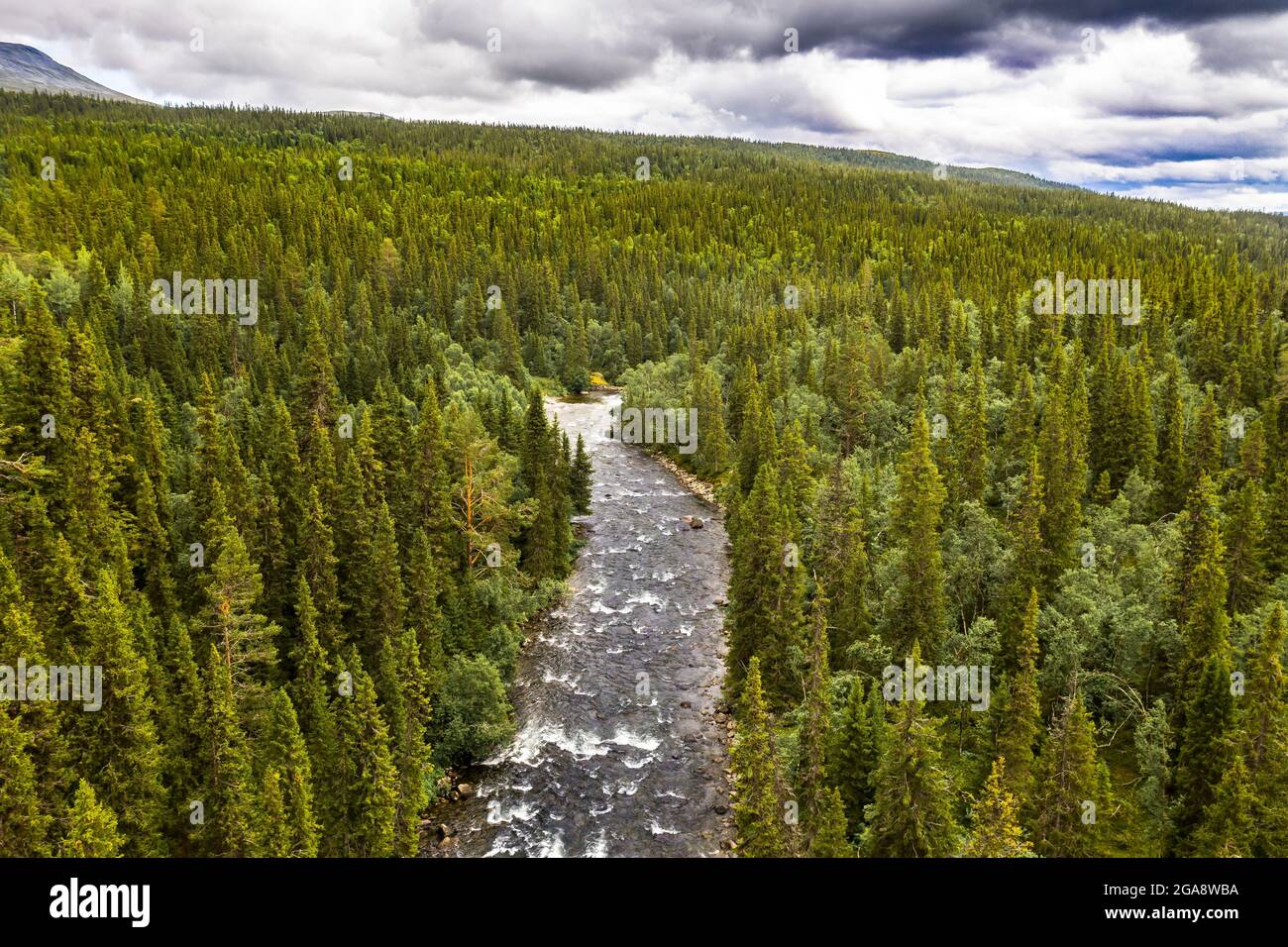 Mountain stream through coniferous forest in the Ljungdal mountains (Swedish: Ljungdalsfjällen).  Photo: Helikopterfoto / TT / code 11488 Stock Photo