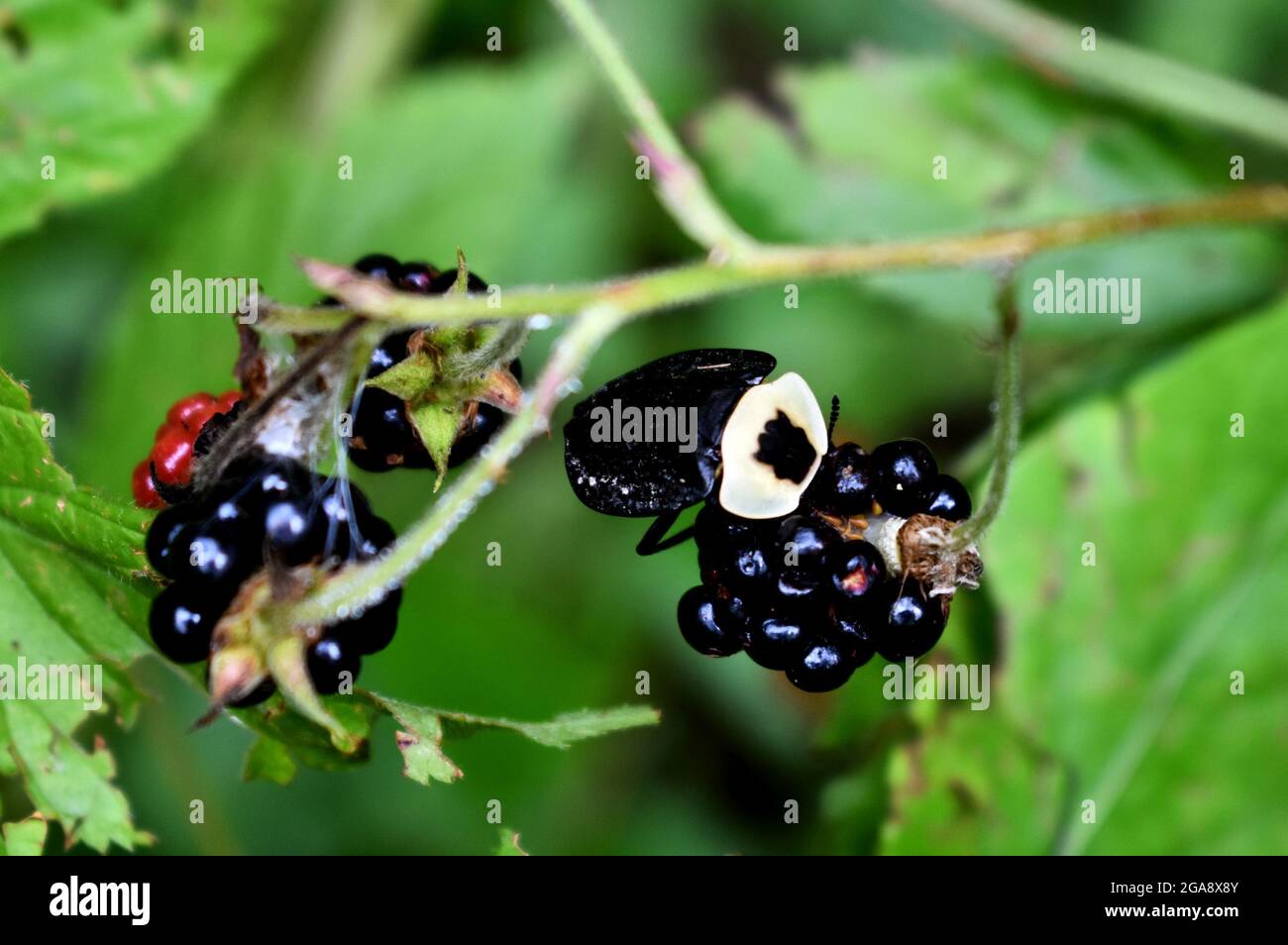 American Carrion Beetle (Necrophila americana) on wild blackberries Stock Photo