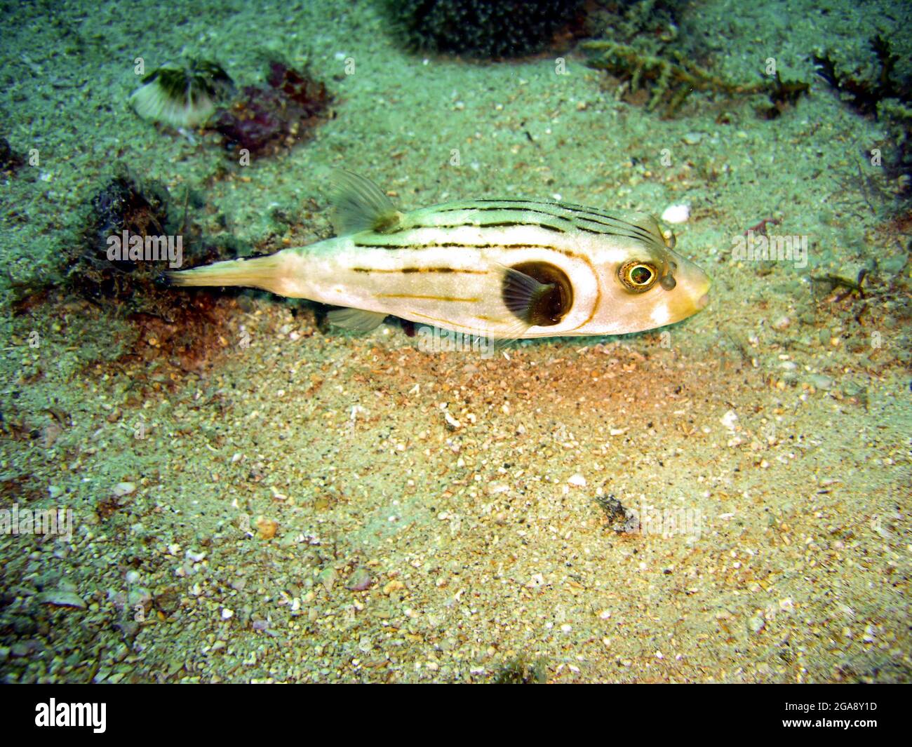 Puffer fish (Arothron Manilensis) on the ground in the filipino sea 13.11.2015 Stock Photo