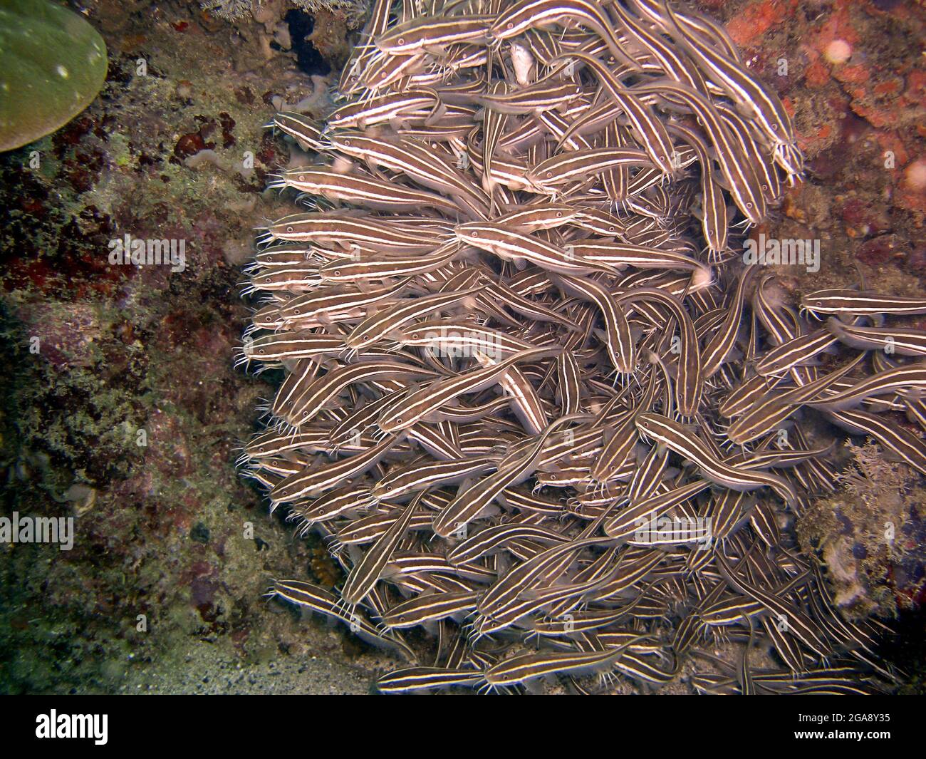 School of fish swims in the filipino sea 3.12.2015 Stock Photo