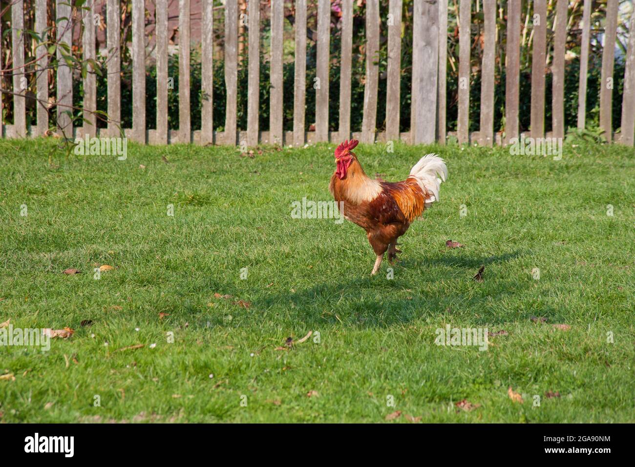 Rooster in a ranch. Natural and healthy living in a village. Beautiful