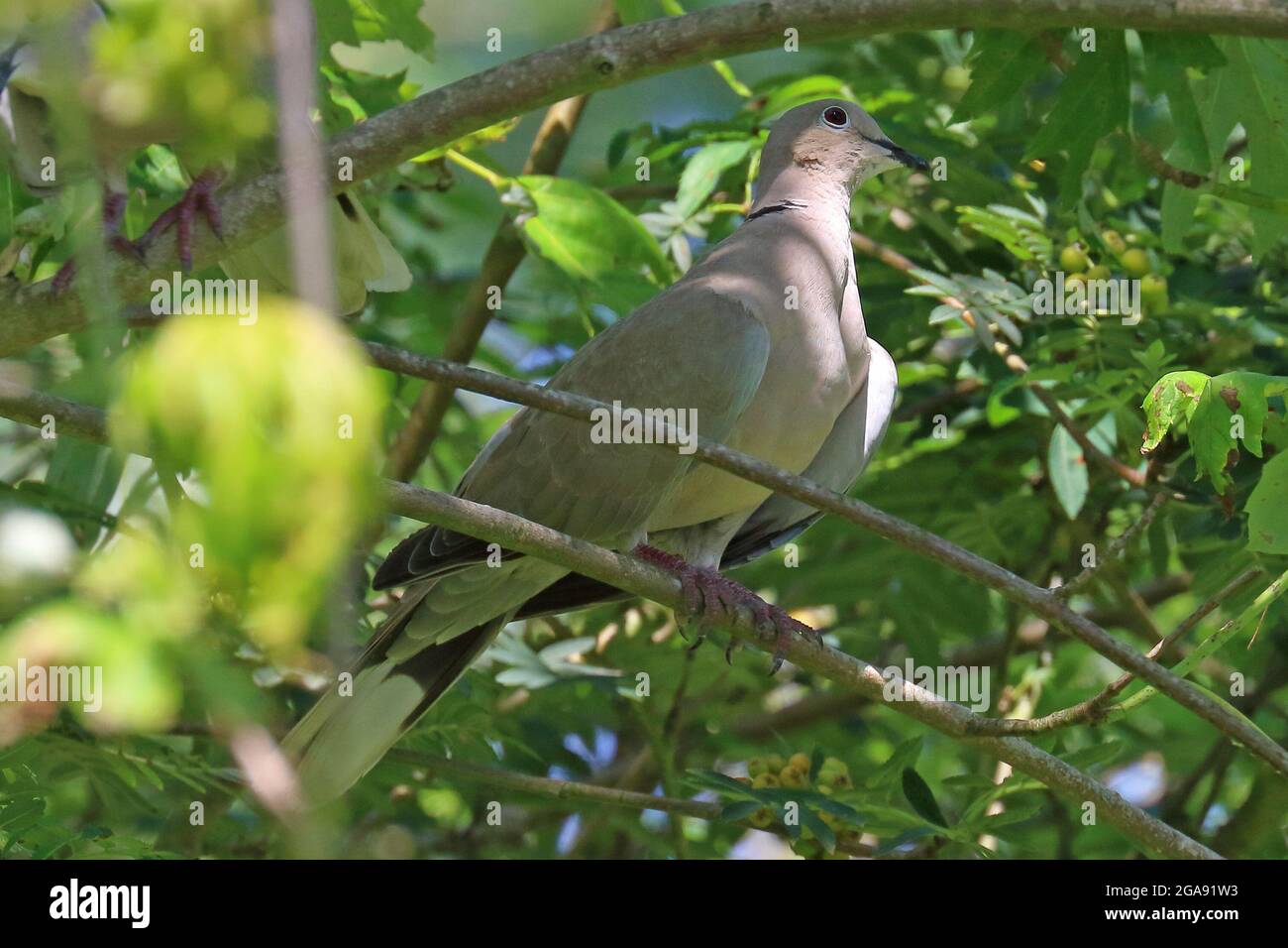 Eurasian collared dove (streptopelia decaocto) in the shade of a tree Stock Photo