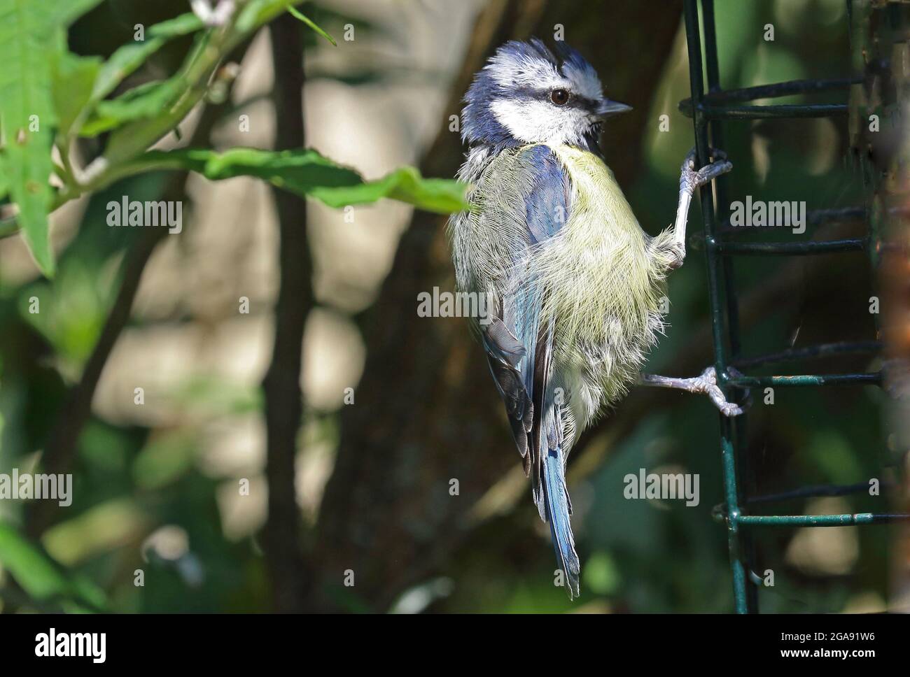 Blue tit (cyanistes caeruleus) catching a shaft of light. at the bird feeder Stock Photo