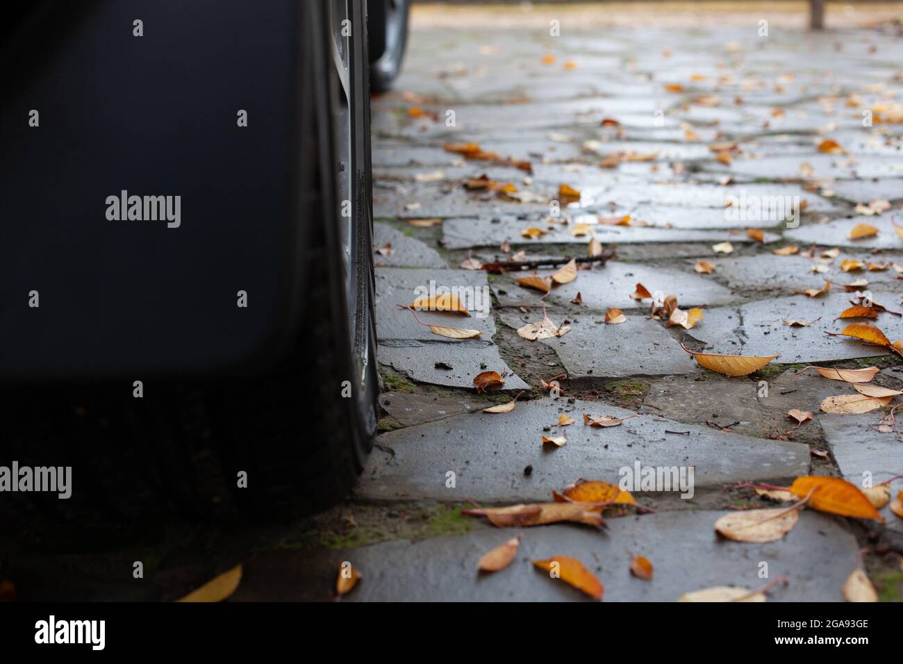 Stone path in backyard covered with yellow wet autumn leaves close-up Stock Photo