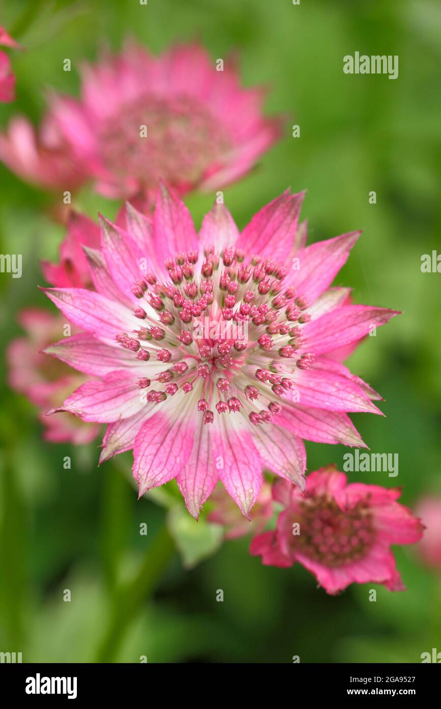 Astrantia Roma. Astrantia major 'Roma' masterwort flowering in a summer garden border in  UK Stock Photo