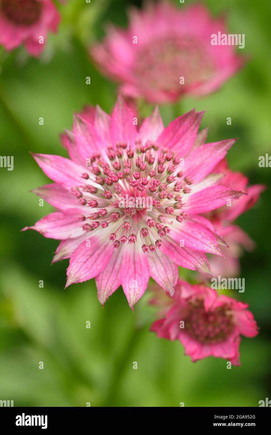 Astrantia Roma. Astrantia major 'Roma' masterwort flowering in a summer garden border in  UK Stock Photo