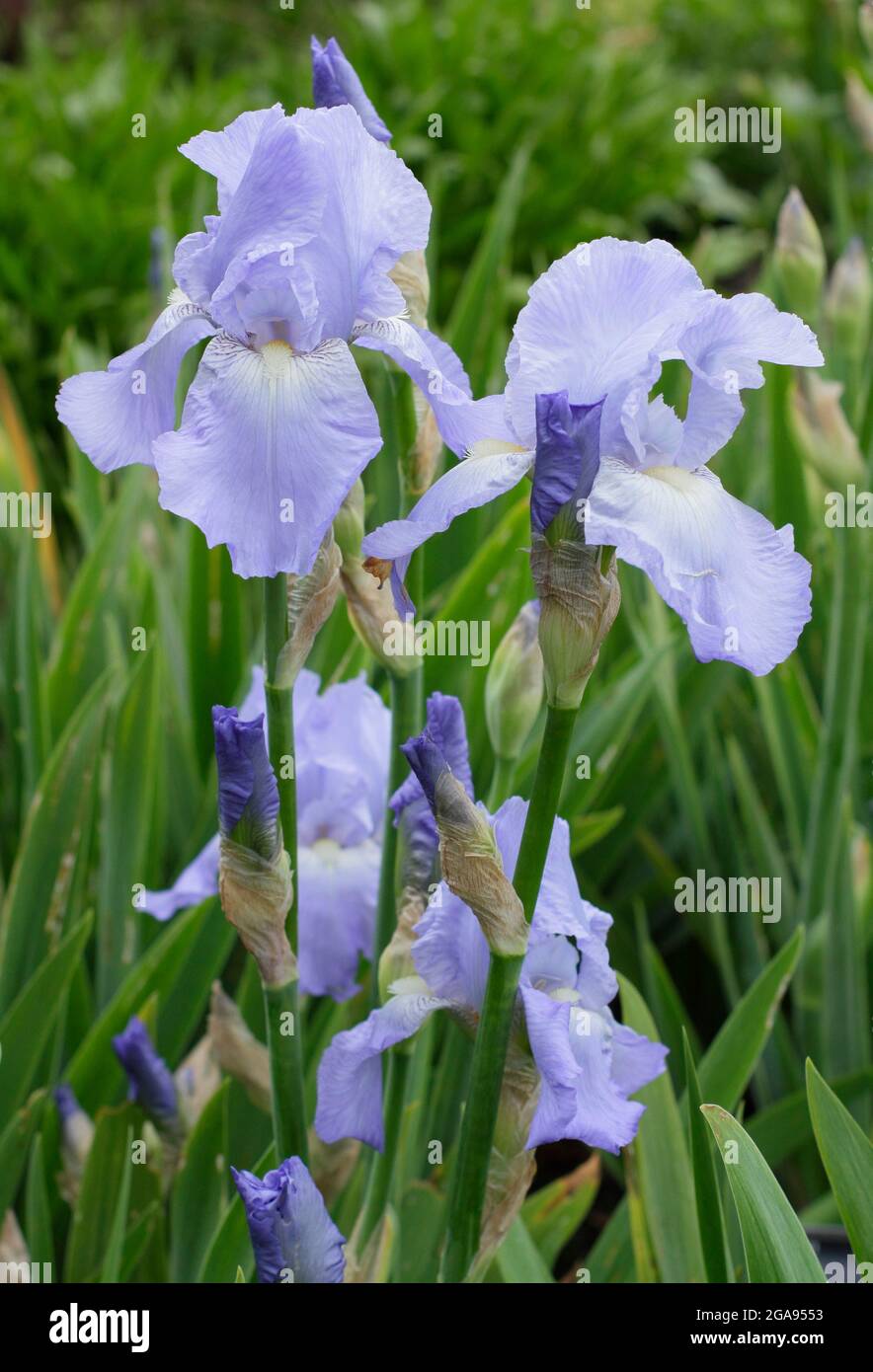 Light blue blooms of Iris 'Jane Phillips', a tall bearded iris. UK Stock Photo
