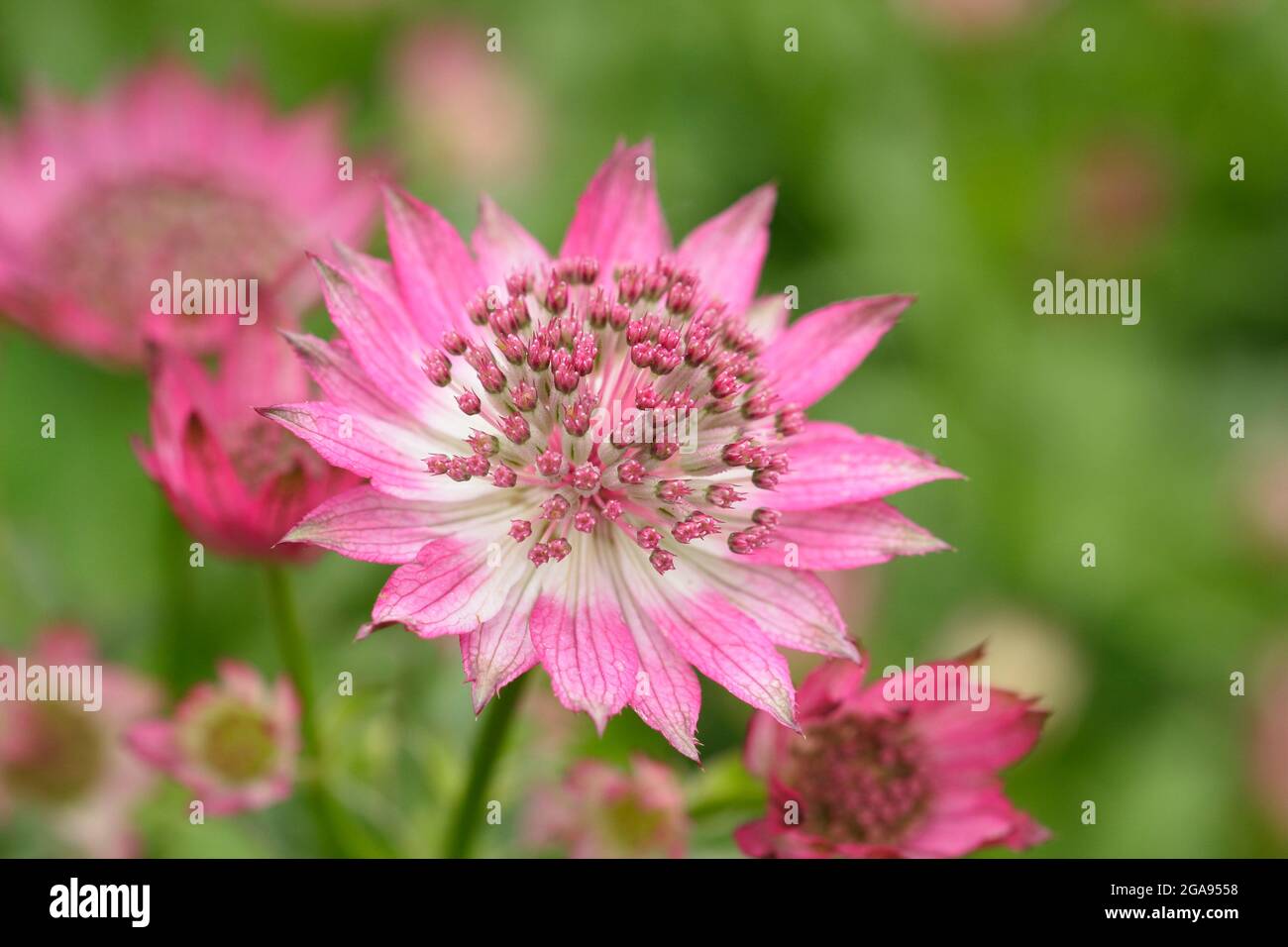 Astrantia Roma. Astrantia major 'Roma' masterwort flowering in a summer garden border in  UK Stock Photo