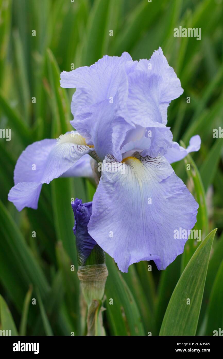 Light blue blooms of Iris &lsquo;Jane Phillips&rsquo;, a tall bearded iris. UK