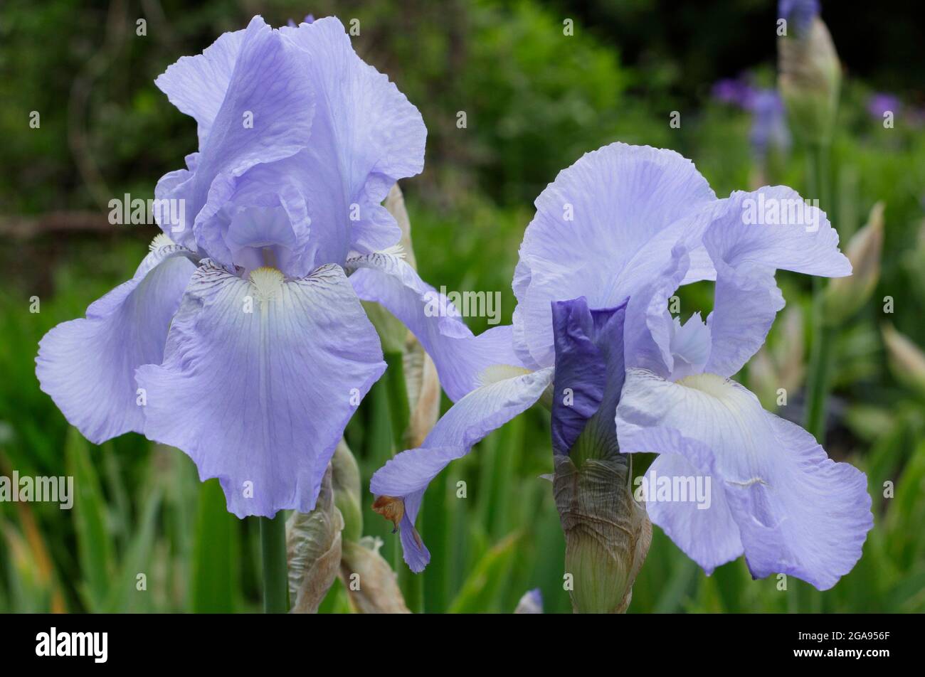 Light blue blooms of Iris 'Jane Phillips', a tall bearded iris. UK Stock Photo Alamy
