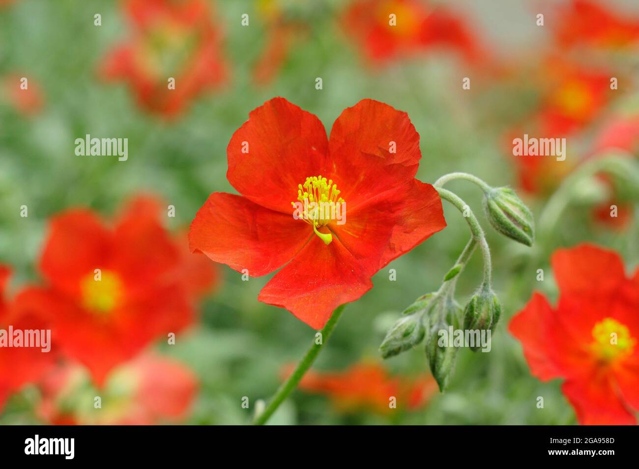 Helianthemum 'Henfield Brilliant' rock rose flowering in early summer. UK Stock Photo