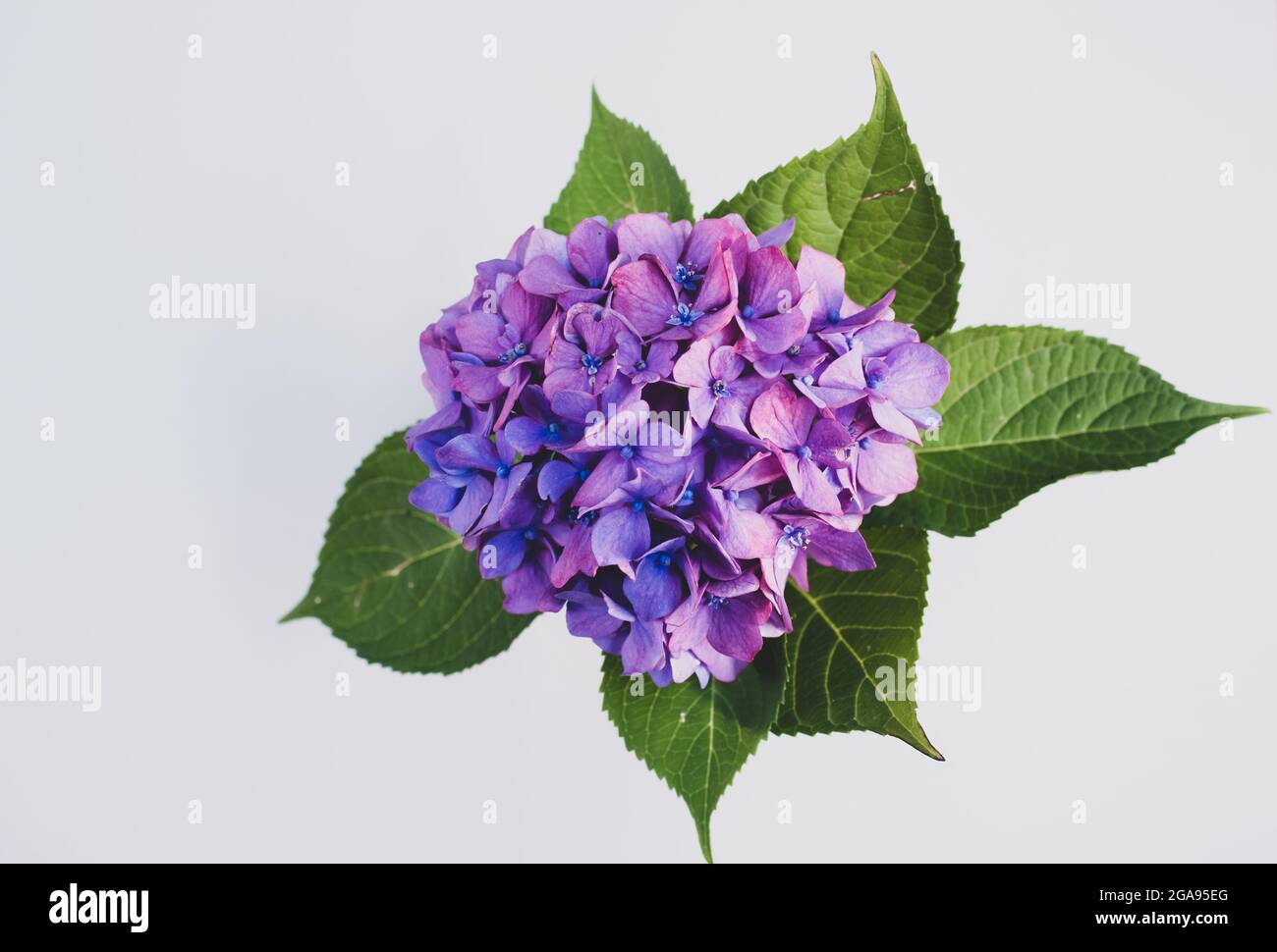 Top view of purple hydrangeas in a vase on a graysurface with copyspace ...