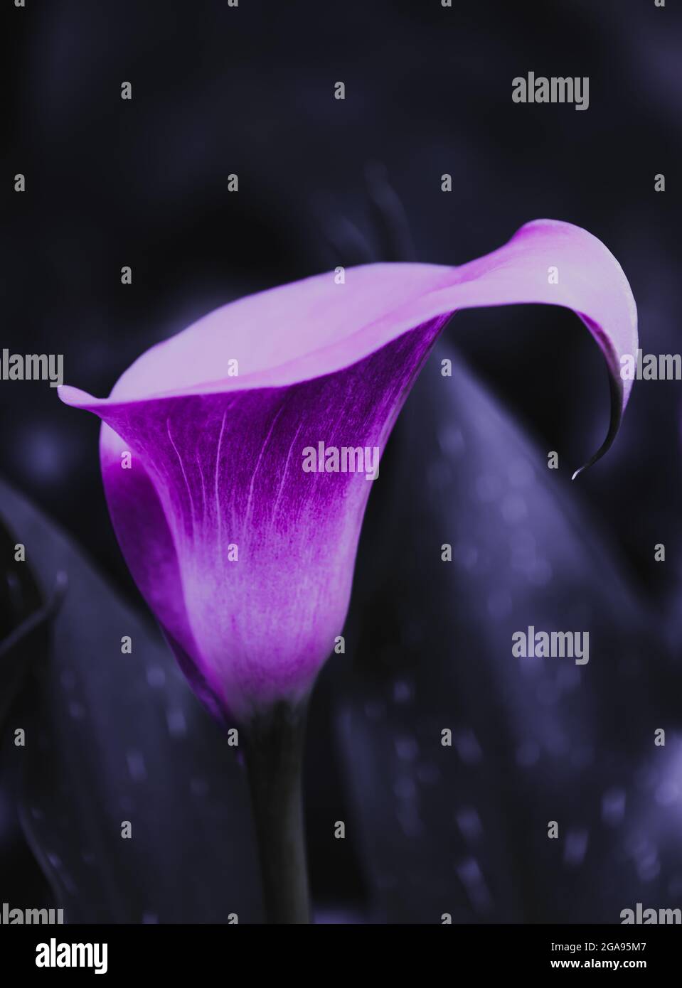 A calla lily in flower turned purple and the background underexposed to ...