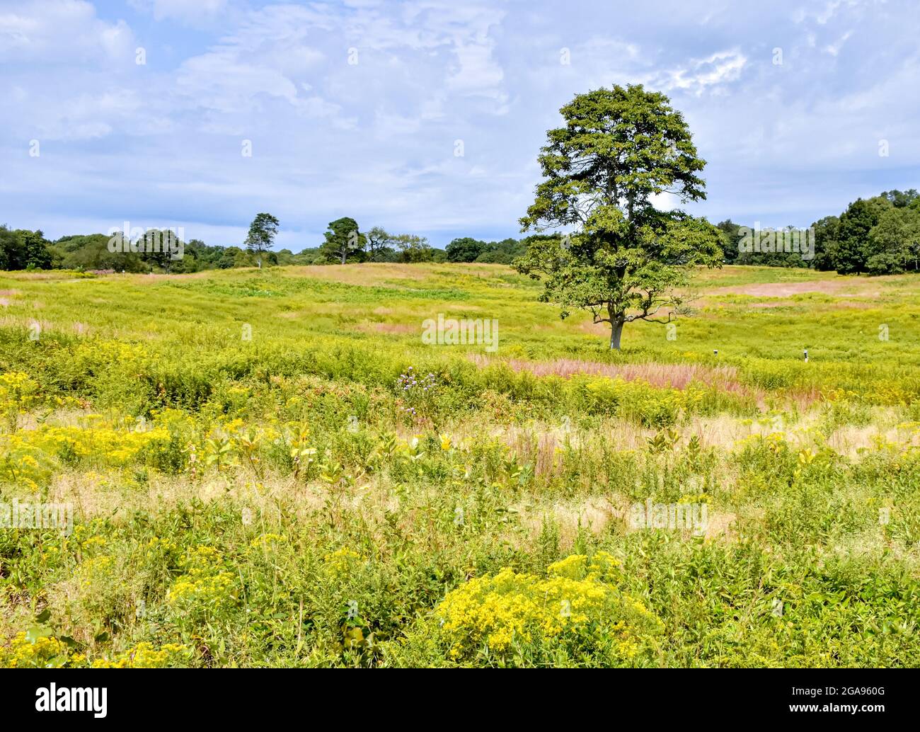 A lone tree stands over a late summer wildflower field.  Shelter Island, New York, USA. Stock Photo