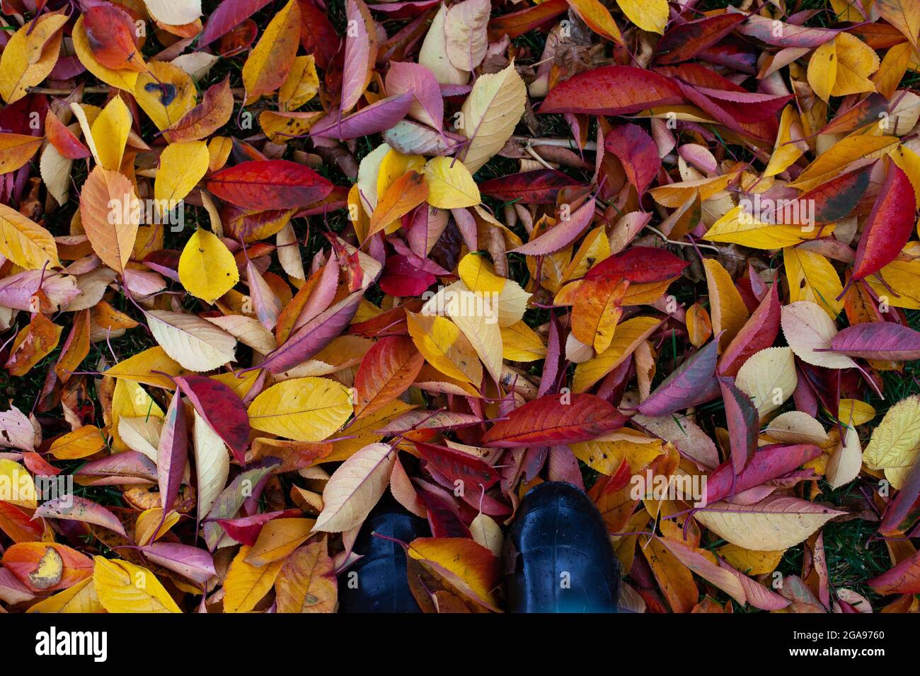 background of bright autumn leaves fallen to the ground, top view of feet in galoshes with copy space during a walk in the forest Stock Photo