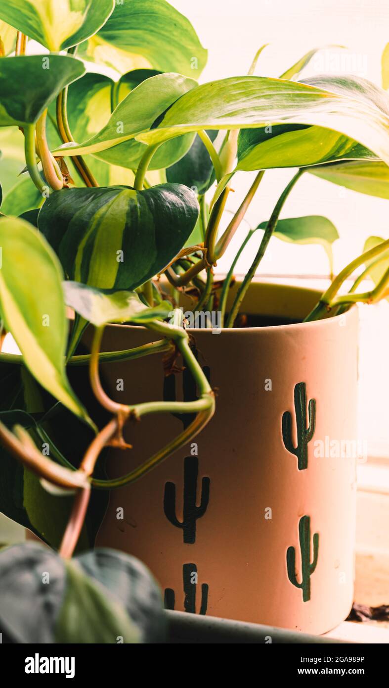 House Plant in a Ceramic Pot Sitting in a Window Stock Photo