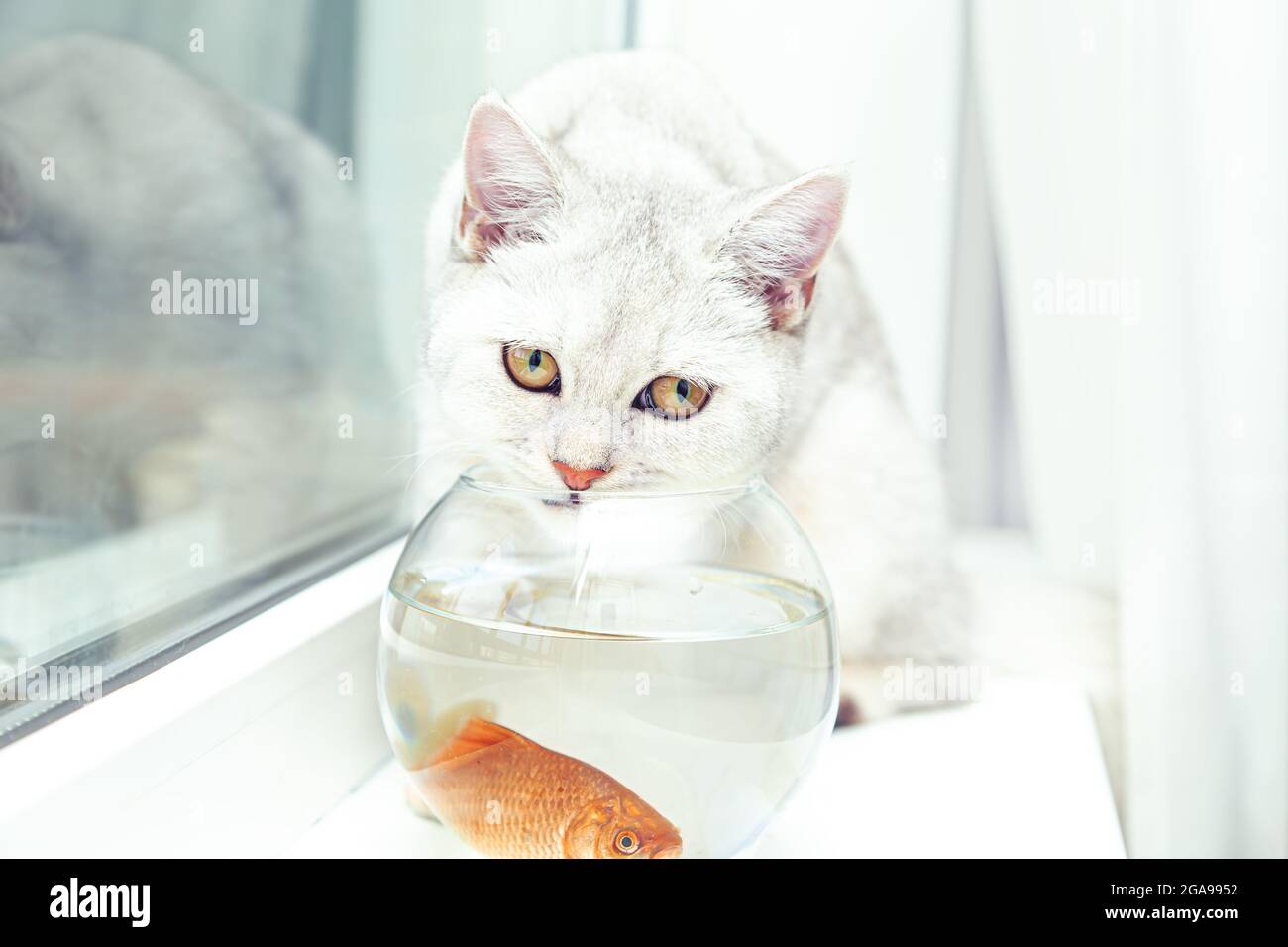 fish for cat to watch