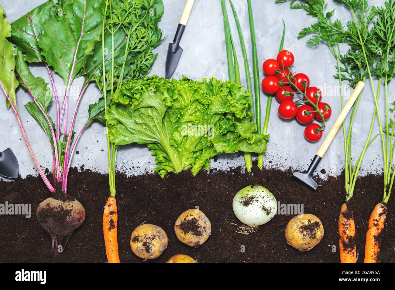 Root vegetables in the ground and garden tools on a gray background
