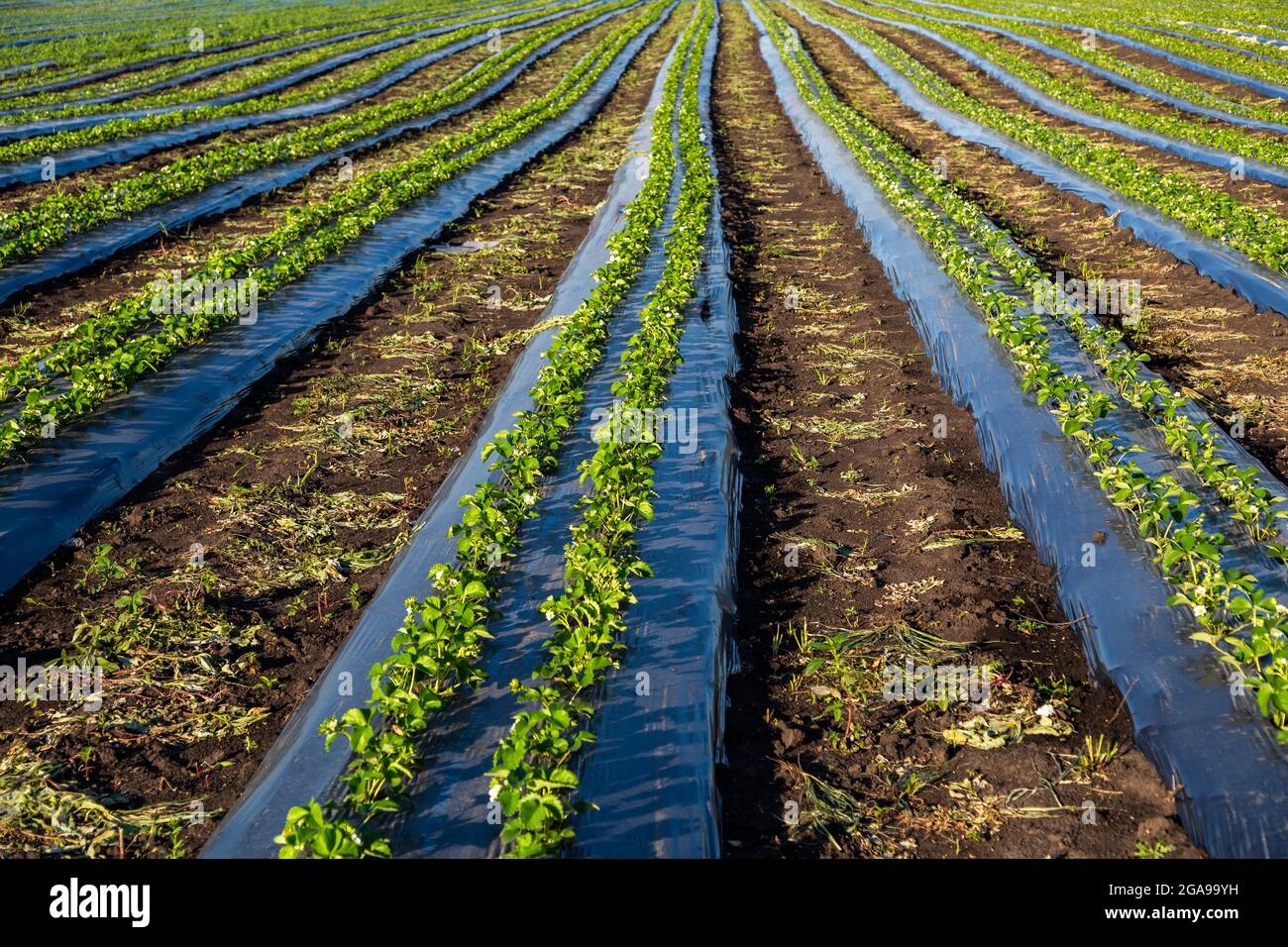 Strawberry plantation under mulch foil and with drip irrigation. Plants