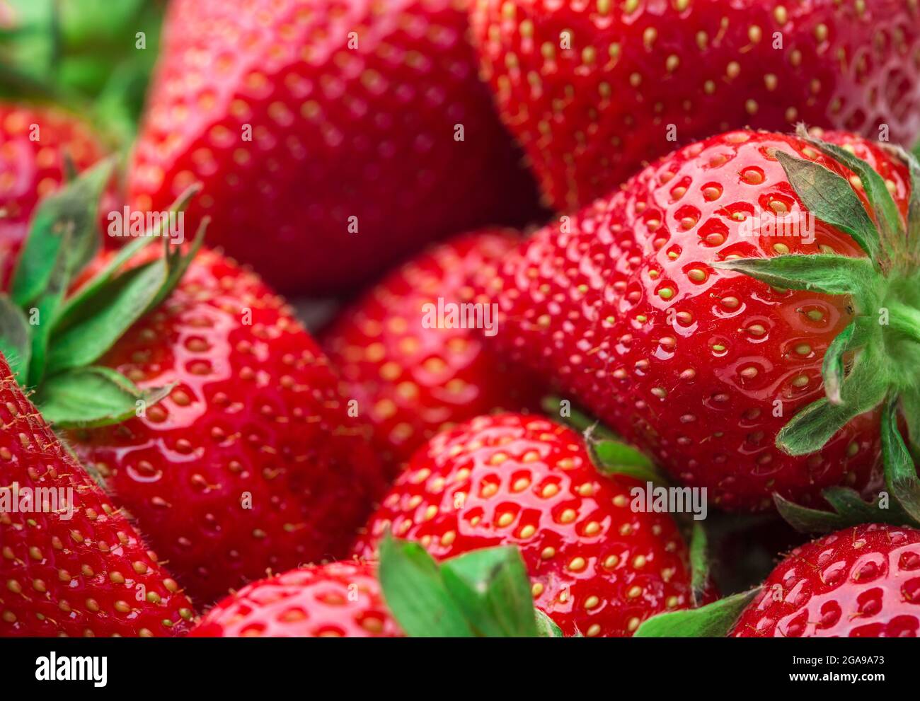 Fresh strawberry background. Ripe in close-up Stock Photo - Alamy